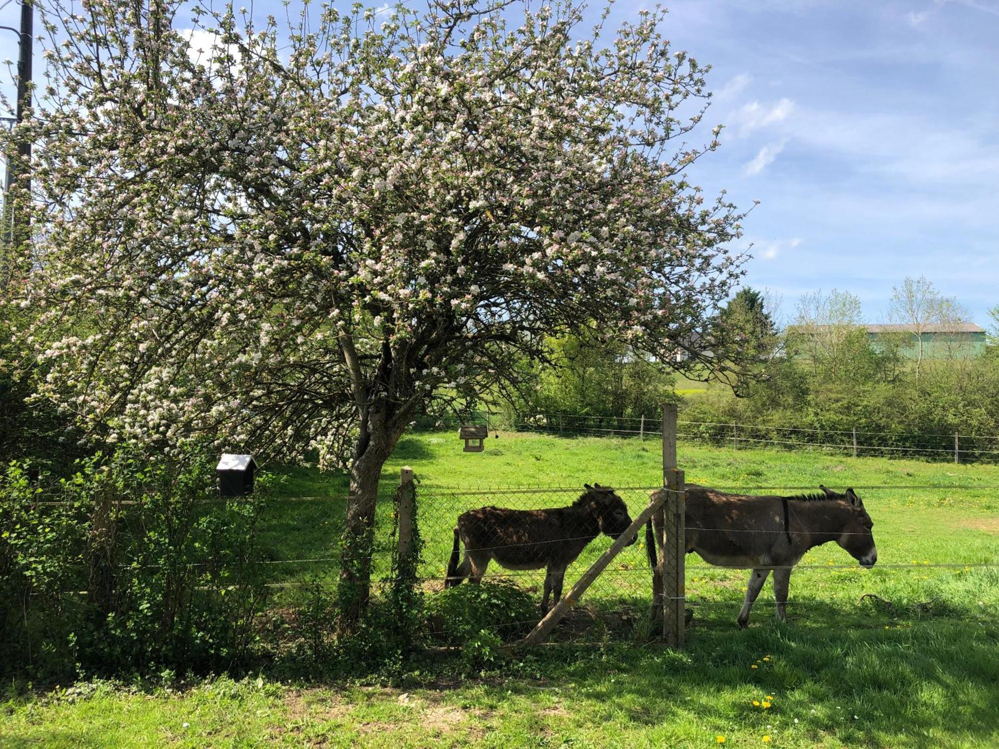 Gite Aux Anes Avec Spa Menetou-Ratel Εξωτερικό φωτογραφία